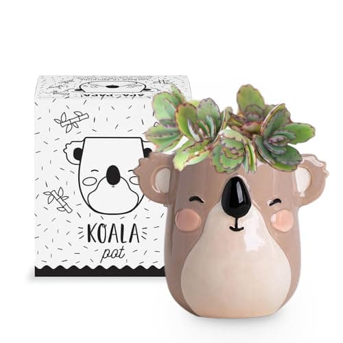 Apa la Papa, Koala Animal Ceramic Planter for Indoor and Outdoors, 3 x 3 x 4 in., Cute Hand Painted Designed in Argentina, Convenient Drain Hole