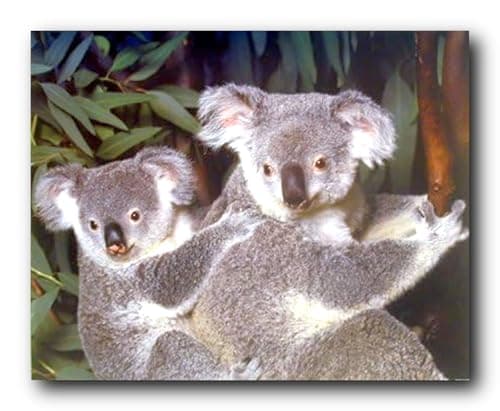 Impact Posters Gallery Koala Bear Wall Decor Baby Cub with Mother Wildlife Animal Art Print Poster (16x20)