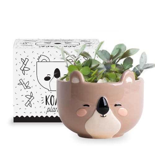 Apa la Papa, Koala Animal Ceramic Planter, 5 x 5 x 4 in., Exclusive Ceramic Animal Planters for Indoor and Outdoors, Cute Hand Painted Designed in Argentina, Convenient Drain Hole